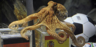 Winner of World Cup opener picked by a cat