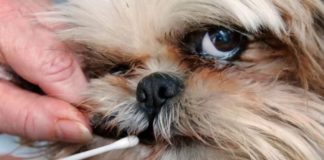 People Are Using Dog DNA Tests to Make Life-or-Death Decisions About Their Pets. They Shouldn’t.