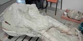 French Farmer Discovered a Rare Mastodon Skull, But Kept It Secret for Years
