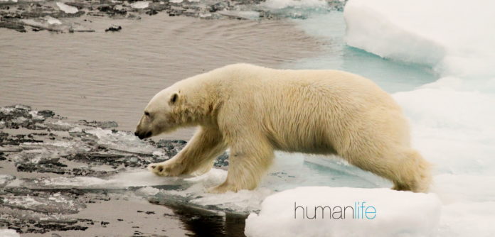 humanpolar humanpolar