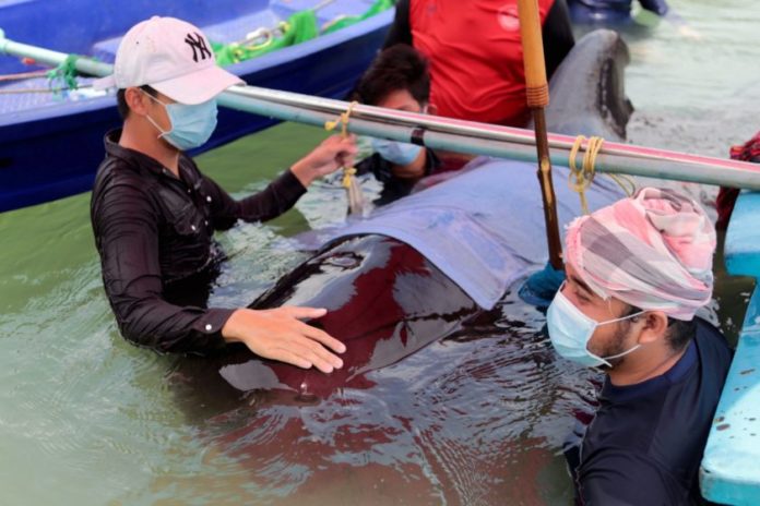 pilotwhale0306-0-840x560 pilotwhale0306-0-840x560