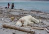 To many Humans – not enough Polar Bears
