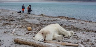 To many Humans – not enough Polar Bears