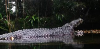 How Did the Massive ‘Salty’ Crocodile Captured in Australia Get So Big?