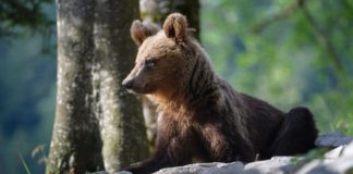 Humans strive to live in peace with bears