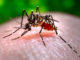 Thailand is experiencing its largest dengue epidemic in more than two decades