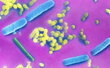 Your Gut Bacteria May Make It Harder to Lose Weight