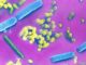 Your Gut Bacteria May Make It Harder to Lose Weight