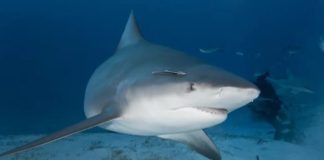 Texas Man Survived a Shark Bite. Now the Wound Has Human Flesh-Eating Bacteria.