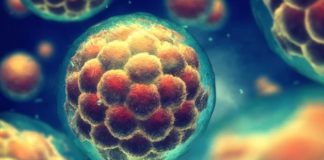 Lab-Grown Human-Chicken Hybrid Embryos Are No ‘Frankenfowl’