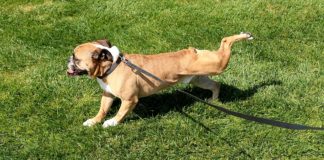 Why Do Dogs Scratch the Ground After They Pee?