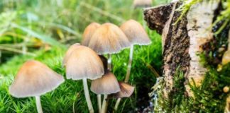 These Psychedelic Drugs Show Promise for Treating Mental Health Disorders