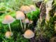 These Psychedelic Drugs Show Promise for Treating Mental Health Disorders