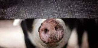 China’s swine fever outbreak may spread in Asia