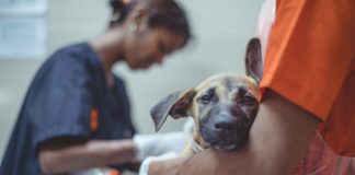Rise in human rabies deaths blamed on poor quality vaccines
