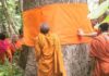 Why are trees being ordained as monks in Thailand?