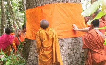 Why are trees being ordained as monks in Thailand?