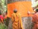 Why are trees being ordained as monks in Thailand? Why are trees being ordained as monks in Thailand?
