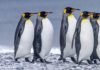 World’s Largest King Penguin Colony Has Mysteriously Shrunk By 90 Percent