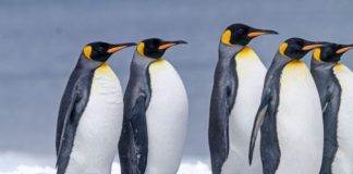 World’s Largest King Penguin Colony Has Mysteriously Shrunk By 90 Percent