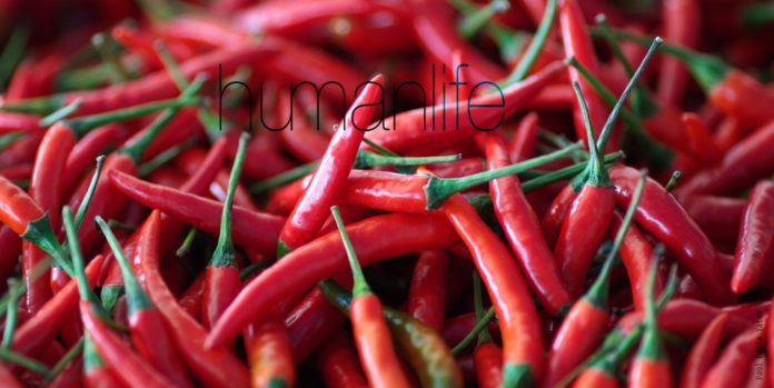 Humanchilli Humanchilli