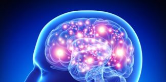 Human Brain: Facts, Functions & Anatomy