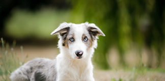 Dogs Might Be More Rational Than Humans