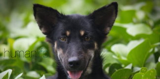 Weird Dog and Cat Behaviours Explained