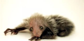 Endangered Lemur Newborn Is So Ugly It’s Cute