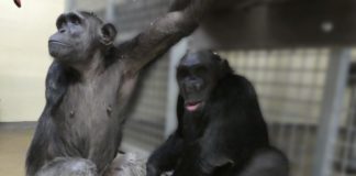 Saved Chimpanzee who has gone from Thai circus to new home in Dorset UK