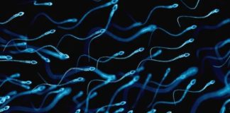 Tiny Robots Inspired by Sperm Want to Swim Around Your Body Delivering Drugs