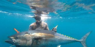 Big bluefin tuna make California comeback after 80-year hiatus