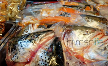 What Is Salmonella?
