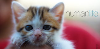 The science of how cats’ tongues keep them clean