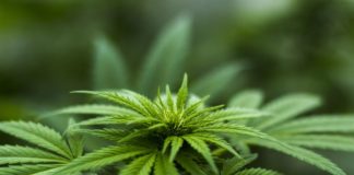 Here’s How Cannabis Got Its High