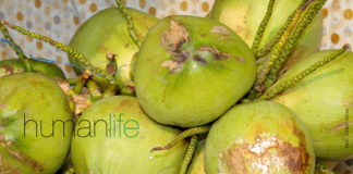 Thai government acts to deal with a coconut crisis.