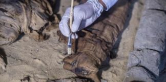 Egypt cat mummies discovered in ancient tombs