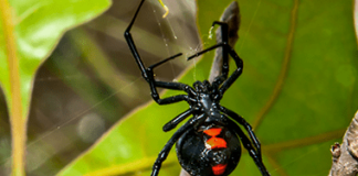 Human Gets Black Widow Spider Bite. Then He Can’t Pee.