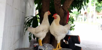 Future Humans May Call Us the ‘Chicken People,’ and Here’s Why