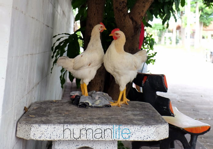 chicken people chicken people