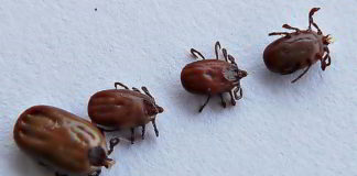 Risks of Lyme and Other Tick Borne Diseases in Thailand