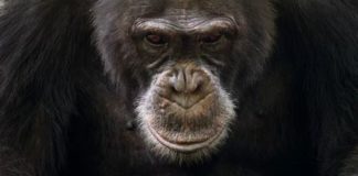 When You’re an Alpha Chimp, Life Isn’t a Barrel of Monkeys