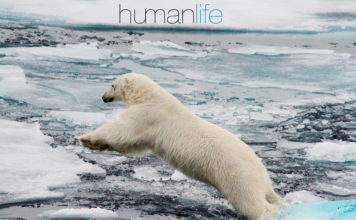 More Than 250,000 Humans May Die Each Year Due to Climate Change