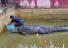 Indonesian woman mauled to death by giant pet crocodile