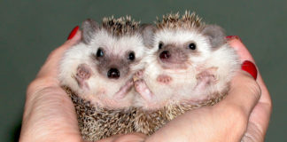 Pet Hedgehogs Are the Latest Source of a Salmonella Outbreak