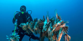 Lionfish: Beautiful and Dangerous Invaders
