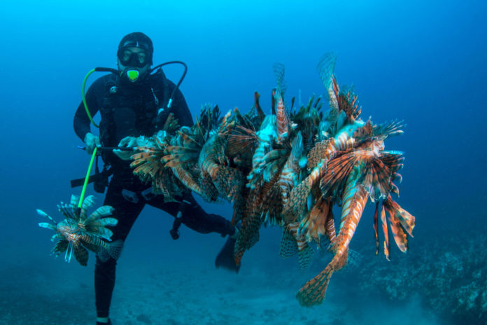 lionfish lionfish