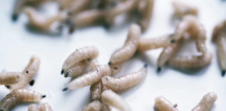 Maggots Will Soon Be Sent to War Zones to Heal the Injured