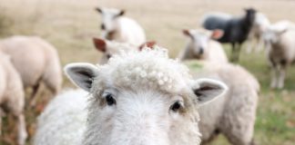 Sheep Ain’t Baa-aad at Recognizing Faces (But Humans Are Better)
