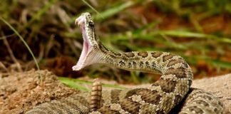Why are so many people still dying from snake bites?
